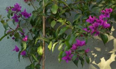 APP QUE APROXIMAN A SER UN TAXONOMO/A