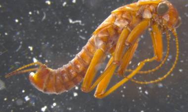 ANDIPERLA, ES EL ÚNICO PLECÓPTERO. 