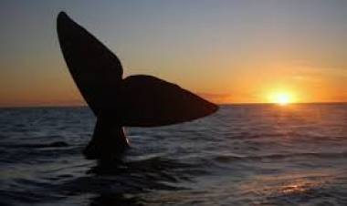 EL SUR ARGENTINO INVITA A CONOCERLO...