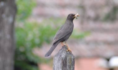 BIOLOGÍA: 3-MISTERIOS-3