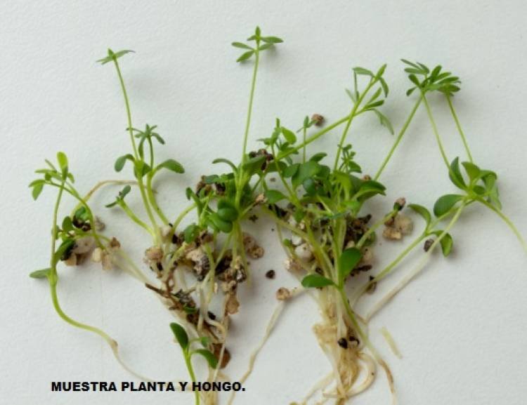 HONGO Y PLANTAS PARA ELIMINAR METALES PESADOS